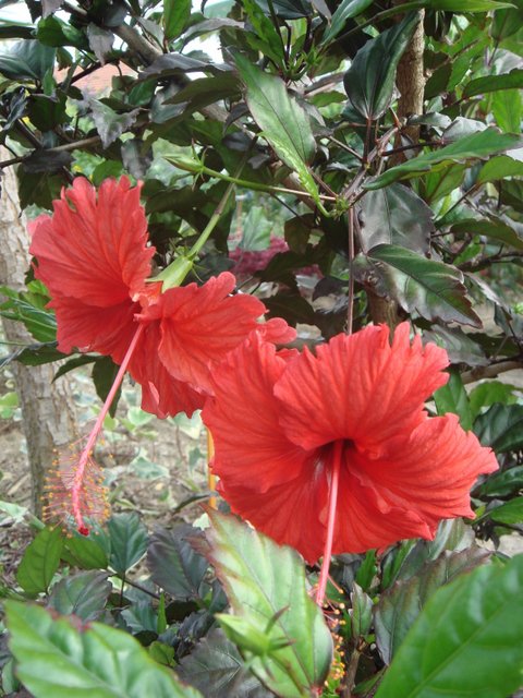 Hibiscus rosa-sinensis rouge
